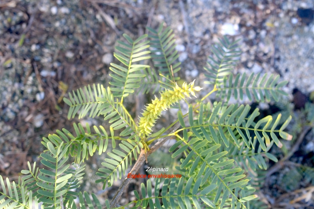 Prosopis juliflora Zépinard Fabaceae EE 9052.jpeg