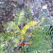 Prosopis juliflora Zépinard Fabaceae EE 9052.jpeg