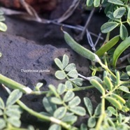 Tephrosia pumila  Fabaceae Indigène La Réunion ? 9080.jpeg