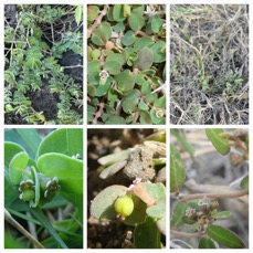 DE gauche a droite / Euphorbia viridula (Cap Jaune), goliana (Pointe du Diable), reconciliationis (Pointe au Sel) - EUPHORBIACEAE - Endemique Reunion - 20230718_223217.jpg