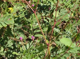 2015 1 Tephrosia purpurea lentille marronne fabacee  DSC08564