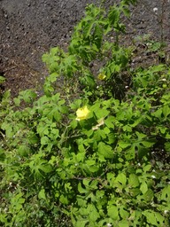 2018 Margose DSC08568