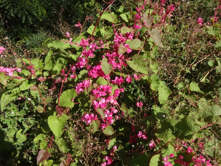 2019 2  Antigonon leptopus Liane antigone Polygonacee DSC08571