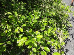 2022 3 Ziziphus mauritiana Jujube Rhamncee DSC08578