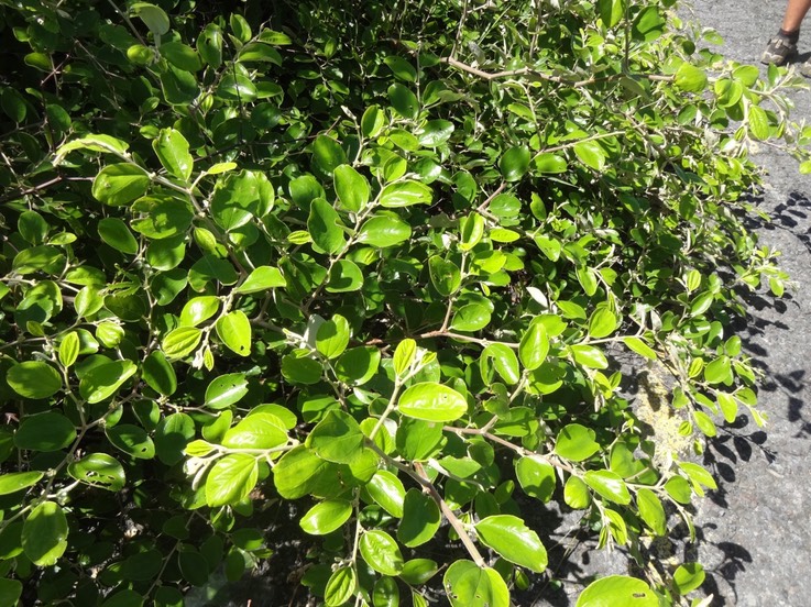 2022 3 Ziziphus mauritiana Jujube Rhamncee DSC08578