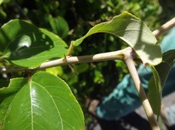 2022 5 Ziziphus mauritiana Jujube Rhamnacee Epines DSC08576