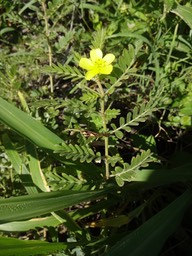 2025 Tribulus cistoides Pagode Zygophyllacee DSC08585