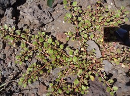 2027 1 Peperomia  Piperacee DSC08591