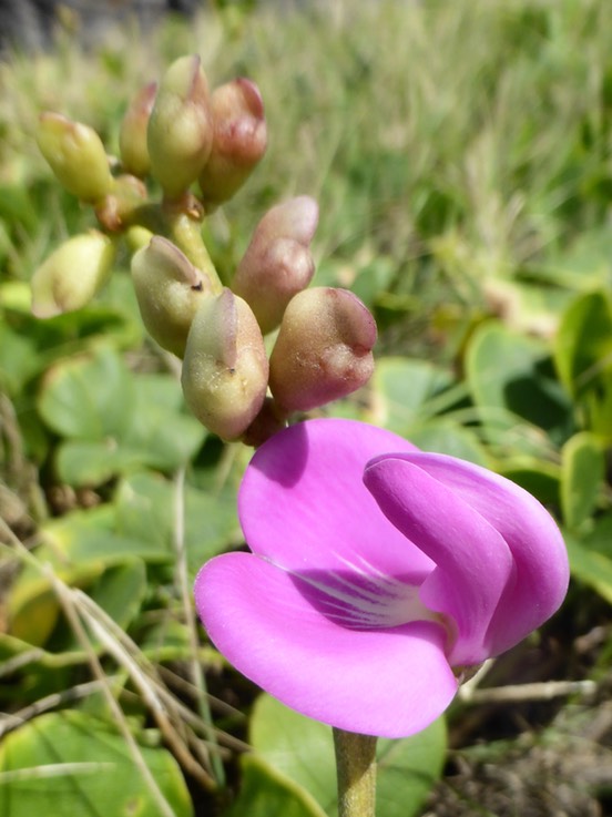 Canavalia rosea (2)