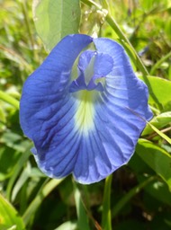 Clitoria ternatea (5)