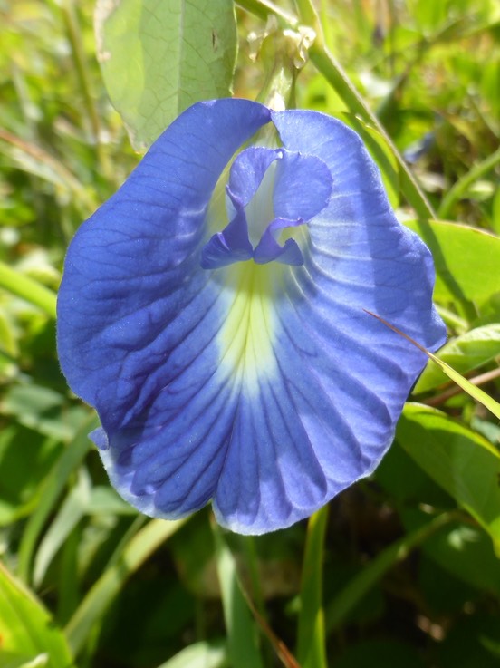 Clitoria ternatea (5)