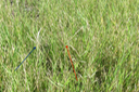 Cynodon dactylon 