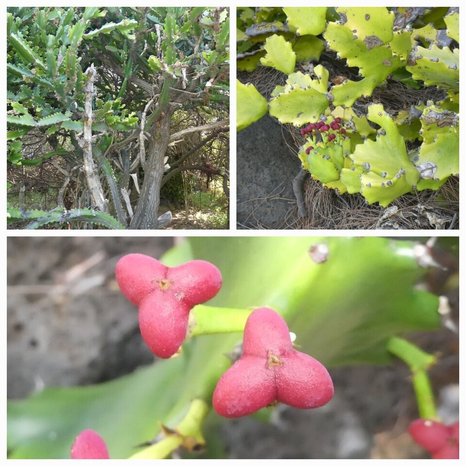 Euphorbia lactea - Bois de lait - EUPHORBIACEAE - Asie tropicale, potentiellement envahissant à La Réunion