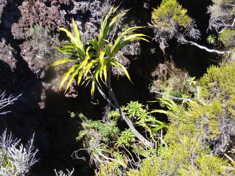 Canne marron, Herochaenia, Branles