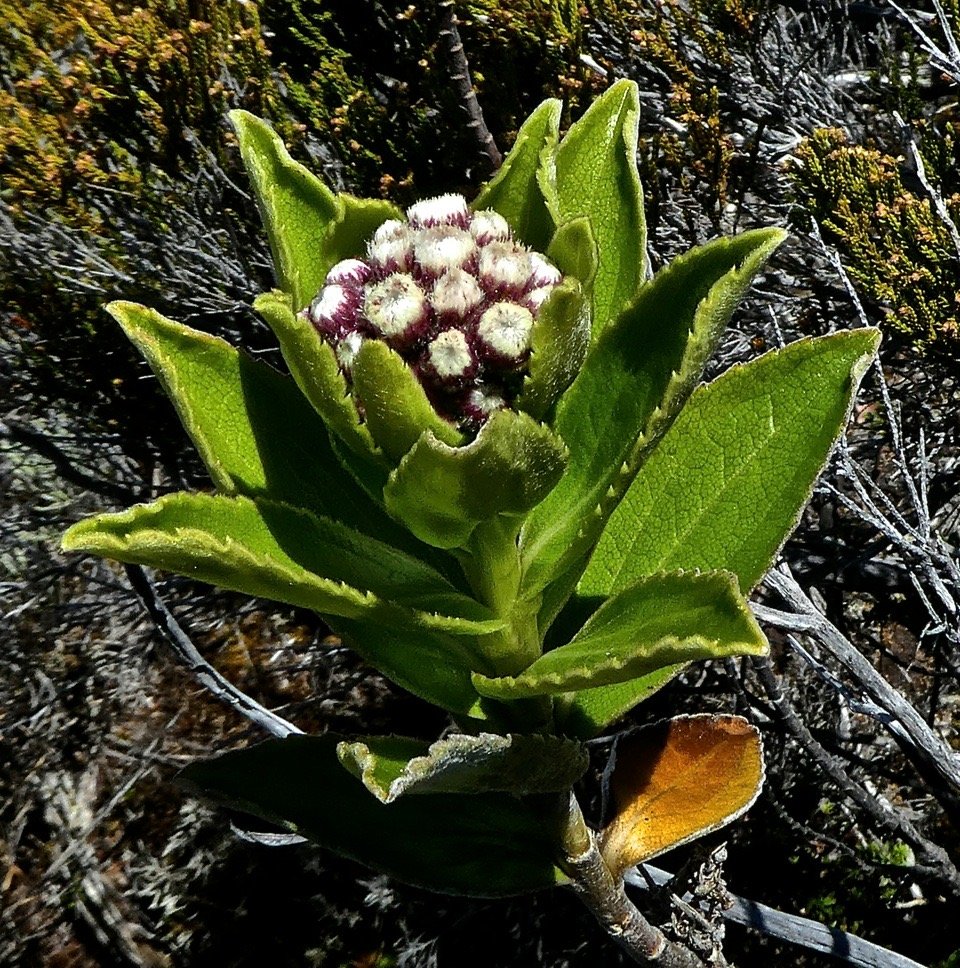 Ps)adia melastomatoides ? ? asteraceae.P1830505