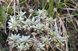 Helichrysum arnicoides  IMG_6511