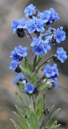 Myosotis