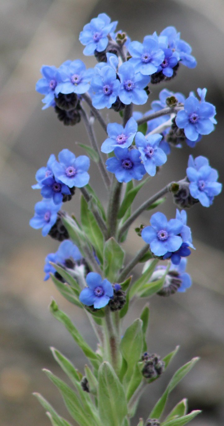 Myosotis