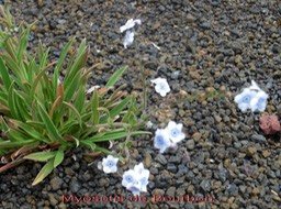 PR - Myosotis de Bourbon- Cynoglossum borbonicum - Boraginac�e- B