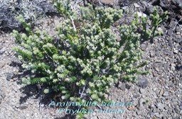 PR- Ambaville b�tard - Phylica nitida- Rhamnac�e-B
