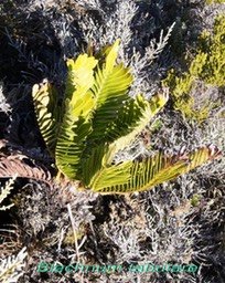 PR- Blechnum tabulare - Blechnac�e-I