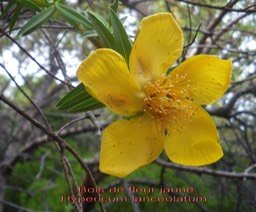 PR- Bois de fleur jaune - Hyperic um lanceolatum- Hyp�ricac�e- I