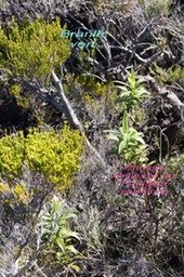 PR- Branle vert - Erica reunionensis - Erica�e -B- et Chasse vieillesse - Faujasia salicifolia-1