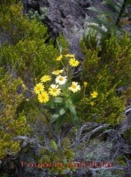 PR- Chasse vieillesse- Faujasia  salicifolia - Ast�rac�e- B