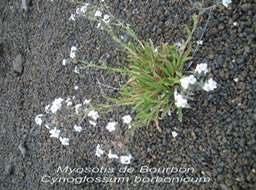 PR- Cynoglossum borbonicum - Boraginac�e- B-1