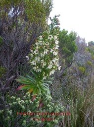 PR- Heterochaenia  rivalsii- Campanulac�e- B -2