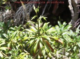 PR- Heterochaenia ensifolia- Campanulac�e- B
