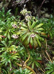 PR- Heterochaenia ensifolia - Campanulac�e - B-9