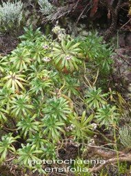 PR- heterochaenia ensifolia- Campanulac�e - B avec fleurs