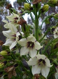 PR- Heterochaenia rivalsii -