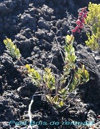 PR- Petit Bois de rempart- Agar ista buxifolia - Ericac�e- E