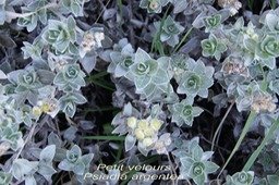 PR- Petit velours - Psiadia  argentea- Ast�rac�e - E