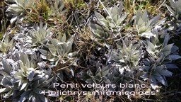 PR- Petit velours blanc- Helichry sum arnicoides- Ast�rac�e- BE