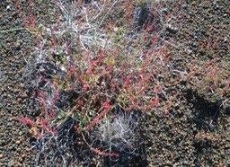 PR- Petite Oseille rouge - Rumex angiocarpus - exo