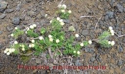 PR- Psiadia callocephala - Ast�rac�e- B