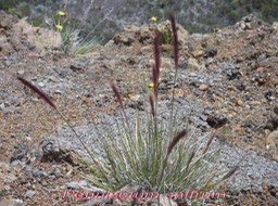PR- Queue de mimite- Pennisetum caffrum - Poac�e