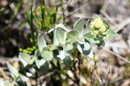 Psiadia argentea