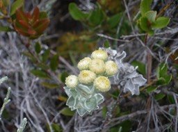 Sentier Puys Ramond (19)