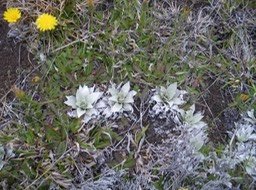Sentier Puys Ramond (48)