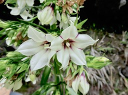 10. Heterochaenia rivalsii - Campanulacée - BIMG_2402.JPG