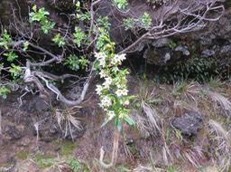 13. Heterochaenia rivalsii - Campanulacée - BIMG_2405.JPG