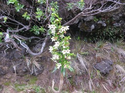 14. Heterochaenia rivalsii - Campanulacée - BIMG_2407.JPG