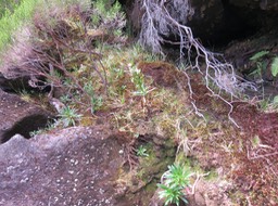 15.  Heterochaenia rivalsii - Campanulacée - B IMG_2408.JPG