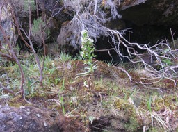 16. Heterochaenia rivalsii - Campanulacée - B IMG_2410.JPG