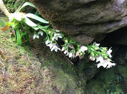 17.. Heterochaenia rivalsii - Campanulacée - BIMG_3642.JPG