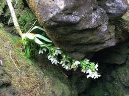 18. Heterochaenia rivalsii - Campanulacée - BIMG_3643.JPG